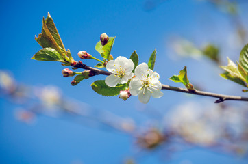 cherry twig with white flowers on the blue sky background - 267775743