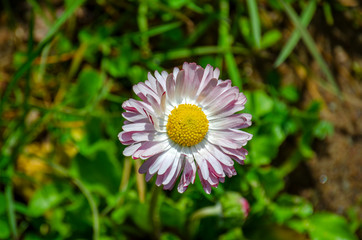 blooming Daisy flower with lots of white and pink petals and a yellow middle - 267775788