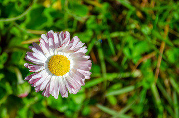 blooming Daisy flower with lots of white and pink petals and a yellow middle - 267775789