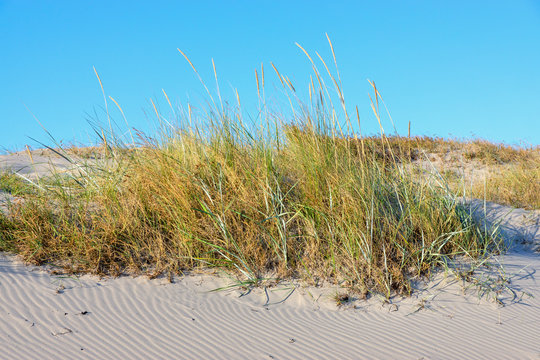 D&uuml;nenlandschaft an der Ostseek&uuml;ste in Heiligenhafen