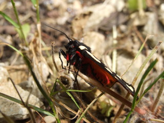 papillon