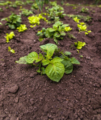 Healthy young potato plant in organic garden. Young potato plant growing on the soil. Potato bush in the garden.