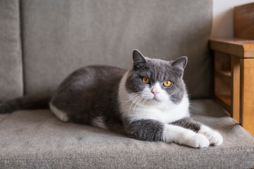 Fototapeta na wymiar Cute british shorthair cat lying on the couch