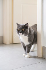 Cute british shorthair, indoor shot