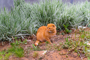 red cat sitting at home in the summer on a background of green bush
