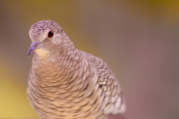 Fire-erased is a columbiform bird of the family Columbidae. The name popular fire-erased is undoubtedly the best translation written for the song of this bird, one of the most typical sounds of 