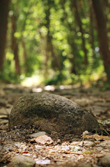 View at ground level in the forest