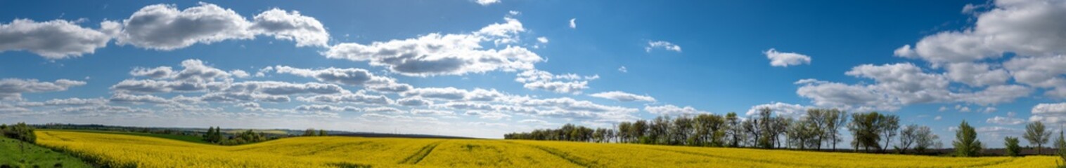 Panorama of a rape field, blue clouds.