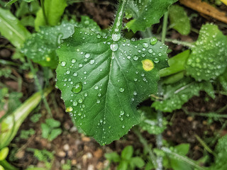 Gotas em uma Flor!