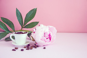 Big beautiful peony flower on a pink background, copy space