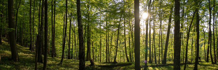 Fototapeta premium Panorama of Forest