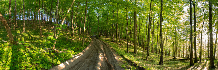 Fototapeta na wymiar Panorama of Forest