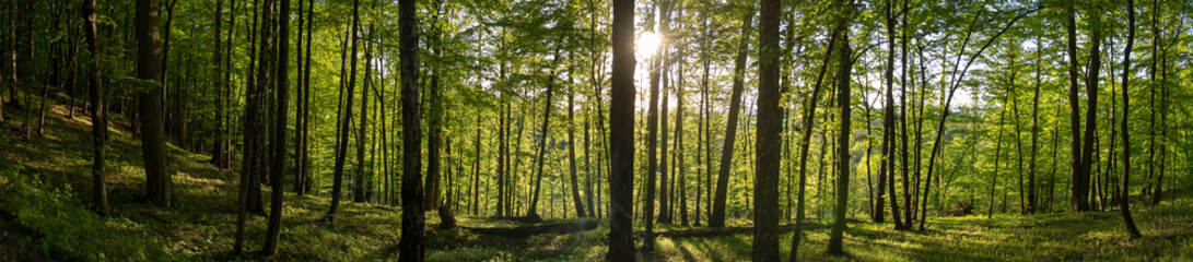 Panorama of Forest