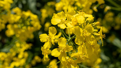 Obraz premium Yellow Rapeseed Flower Field in Spring Day