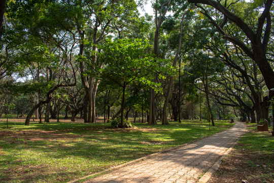 Cubbon Park, Bangalore