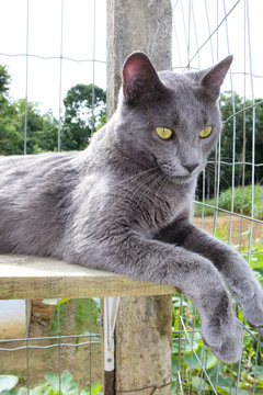 Gato cinza Burm&ecirc;s burmese cat