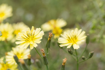 Outdoor spring, yellow and white small chrysanthemums close-up，Ixeridium dentatum (Thunb.) Tzvel.