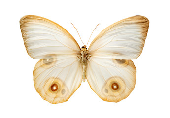 white butterfly on white background
