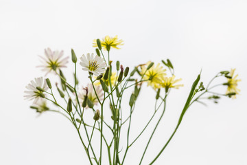 Outdoor spring, yellow and white small chrysanthemums close-up，Ixeridium dentatum (Thunb.) Tzvel.