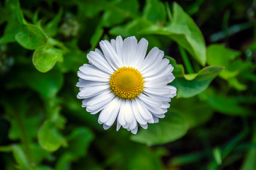 Daisy flower with lots of white petals - 267779147