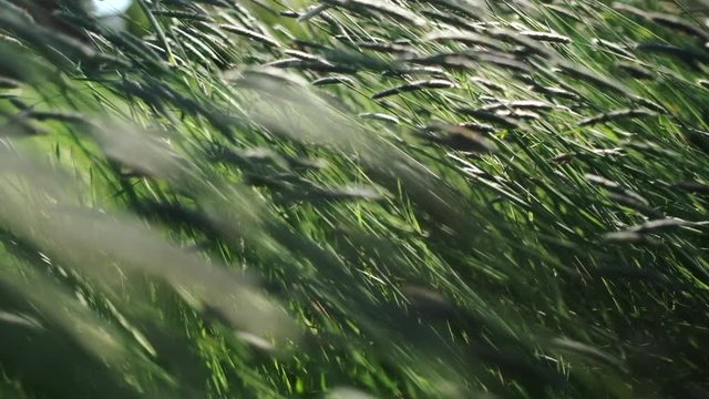 5 X slow-motion summer meadow grasses swaying in the wind.