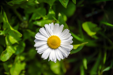 Daisy flower with lots of white petals - 267779310