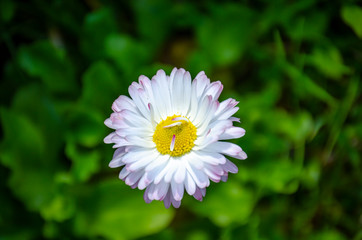 Daisy flower with lots of white and pink petals - 267779398