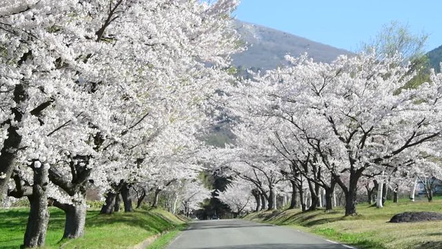 cherry blossoms and road in Japan
