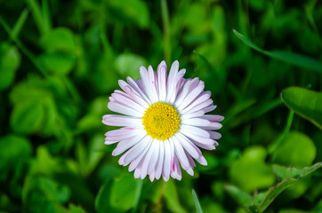 Daisy flower with lots of white and pink petals - 267779505