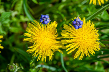 two yellow dandelion flowers with blue flowers next - 267779531