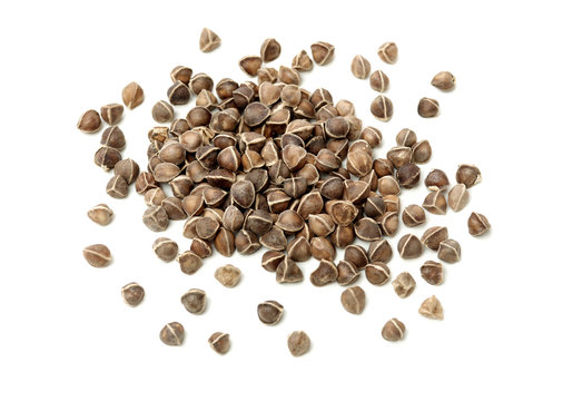Organic Wingless Moringa (Moringa oleifera) seeds on white background