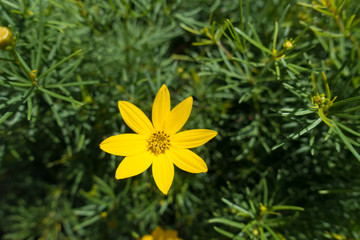 Single flower of Coreopsis verticillata in June