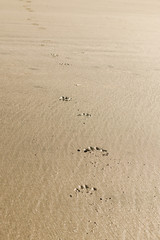 Trail of dog paw prints on sandy beach. Detail, shallow depth of field.