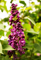 Blooming lilac in botanical garden
