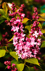 Blooming lilac in botanical garden