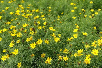 Yellow flowers of Coreopsis verticillata in mid July