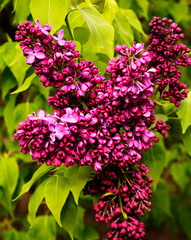 Blooming lilac in botanical garden