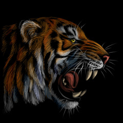Color portrait of a tiger on a black background.
