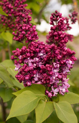 Blooming lilac in botanical garden