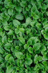 natural green leaves background
