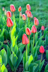 Red spring tulips in formal garden