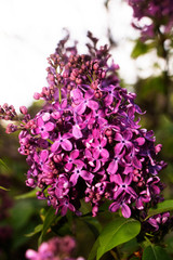 Obraz premium Blooming lilac in botanical garden