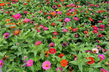 Fototapeta premium A lot of red, pink, magenta, orange, yellow flowers of zinnia