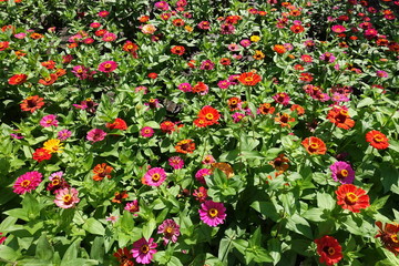 Obraz premium Bright red, pink, magenta, orange, yellow flowers of zinnia