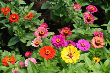 Red, pink, magenta, orange, yellow flowers of zinnia