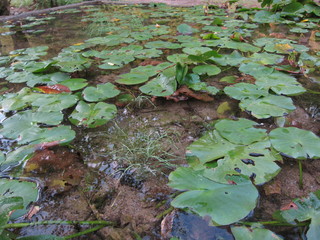 水草と水たまり