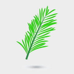 Vector leaf of palm tree isolated on white background. Green tropical tree leaf, element for design of brochure, poster, web, ad