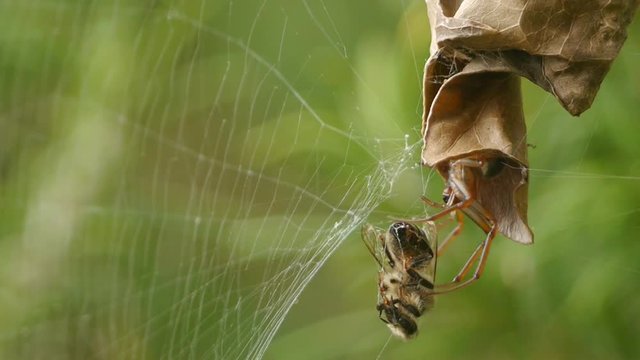 Leaf curling spider with captive bee wrapped in silk