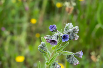 Blue Hound's Tongue Flowers in Bloom in Springtime