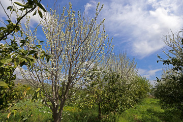 plum tree and flowers